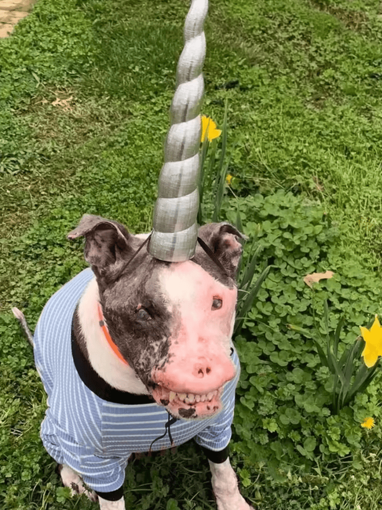Unicorn dog with a wig, costume, and flowers, outdoor scene.