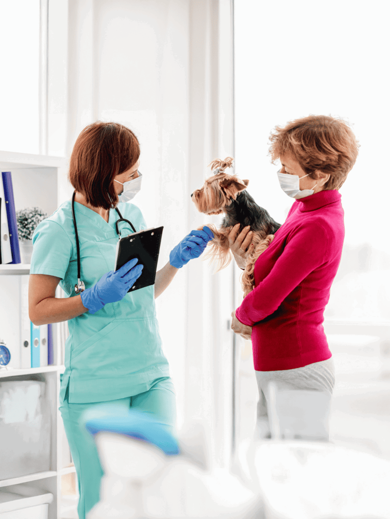 Caring veterinarian examines small dog at clinic, highlighting pet health services.