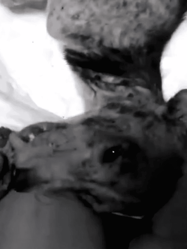 Adorable puppy snuggling with owner, showing love and warmth.