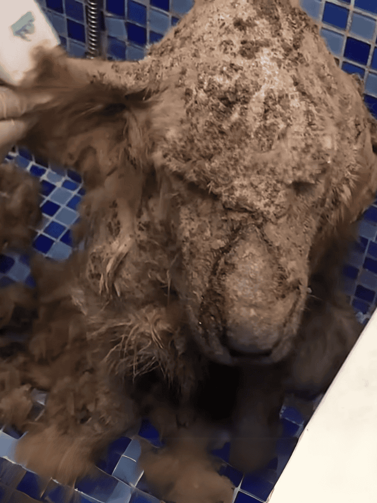 Clean and soothe your dog at Dogfix. Expertise in grooming, bathing, and pet care. Book your dog washing appointment today!.