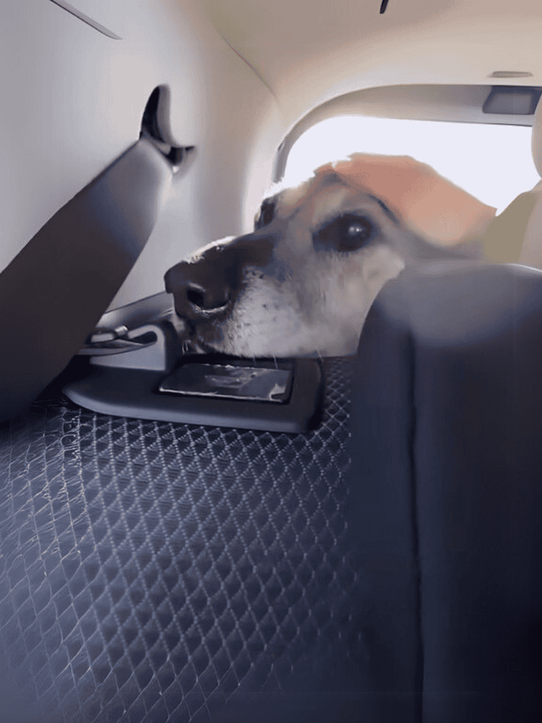 Dog looking out car window during ride.