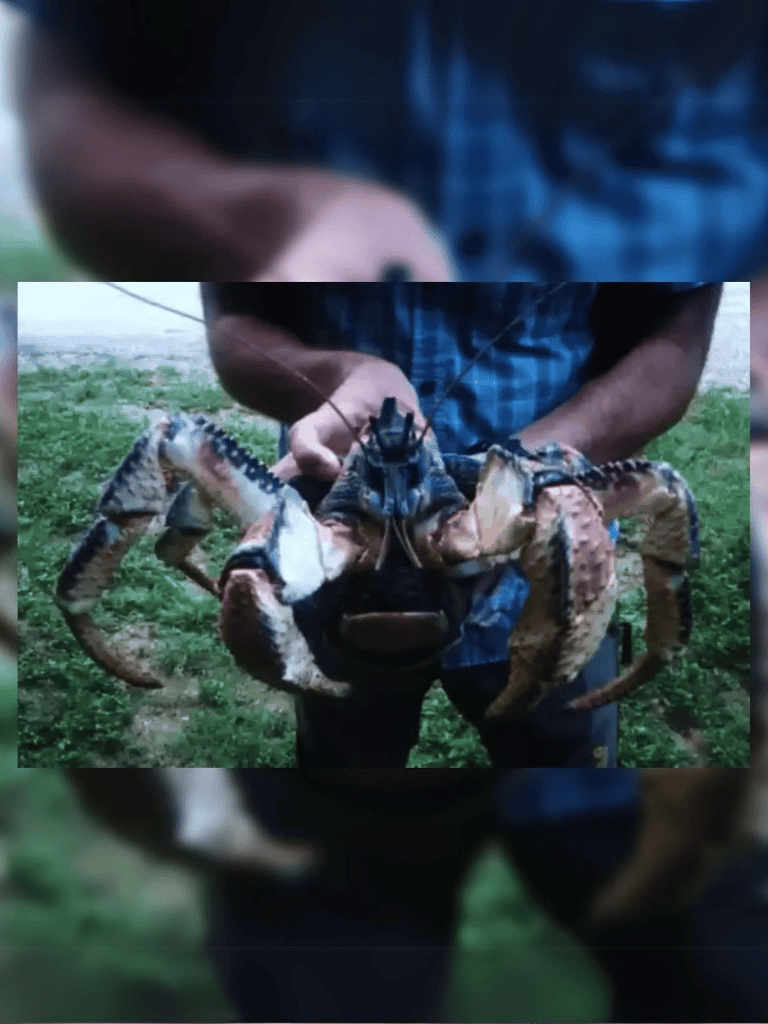 High-quality image of a person holding a large crab outdoors.