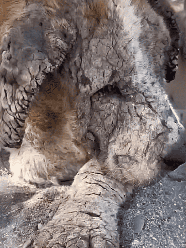 Young lion and cub lying together on dry, cracked ground in a natural habitat.