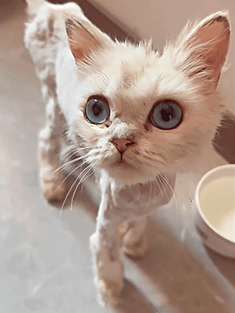 Cute white kitten with striking blue eyes looking into the camera, near a food bowl.