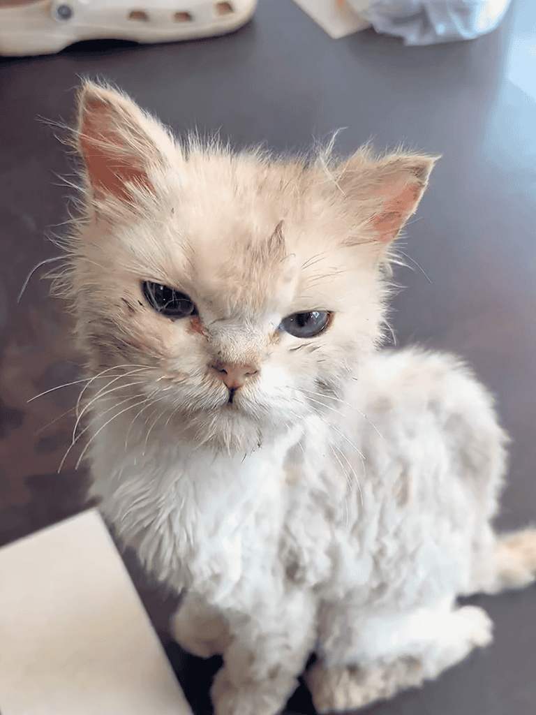 Matted, dirty fur on a sad, dirty cat with a disheveled appearance.