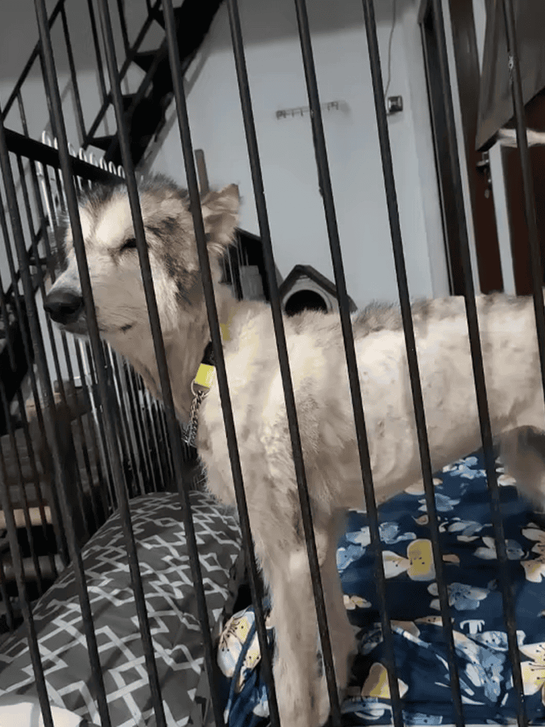 Adorable husky puppy peacefully sleeping in a kennel, showing calm and comfort.