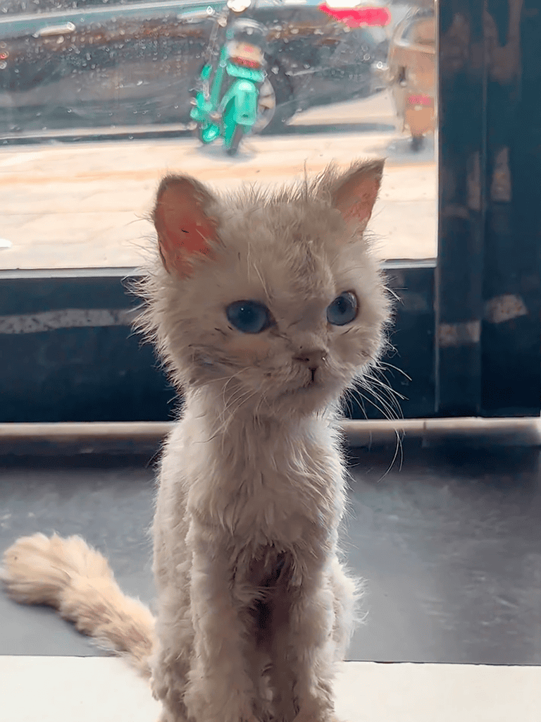 Adorable kitten with matted fur and striking blue eyes after grooming.