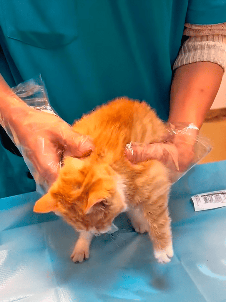 Alt text: Cat receiving vaccination from veterinarian with gloves in a clinic.