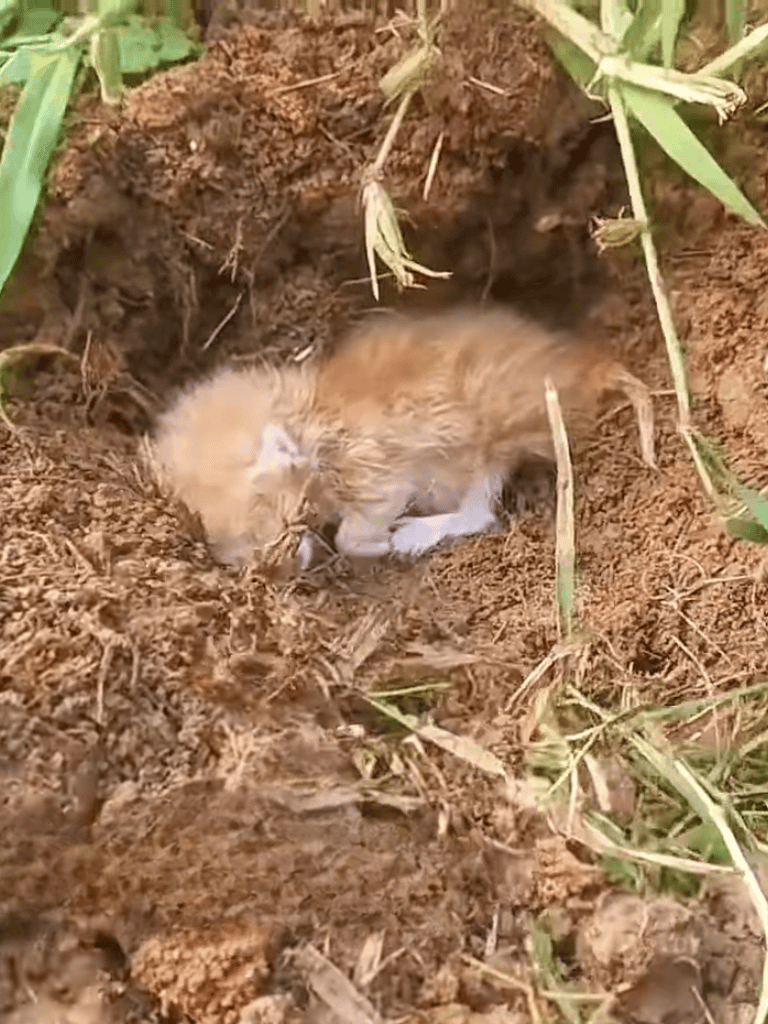 Adorable kitten exploring soil and outdoors.