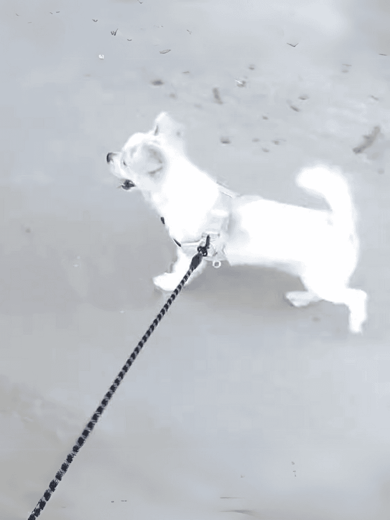 Cute white dog walking on sandy beach with leash, enjoying outdoor adventure.