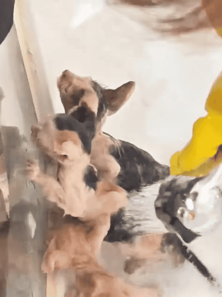 Alt text: Adorable puppies drinking water from a bowl, happy and playful, on a wooden floor.