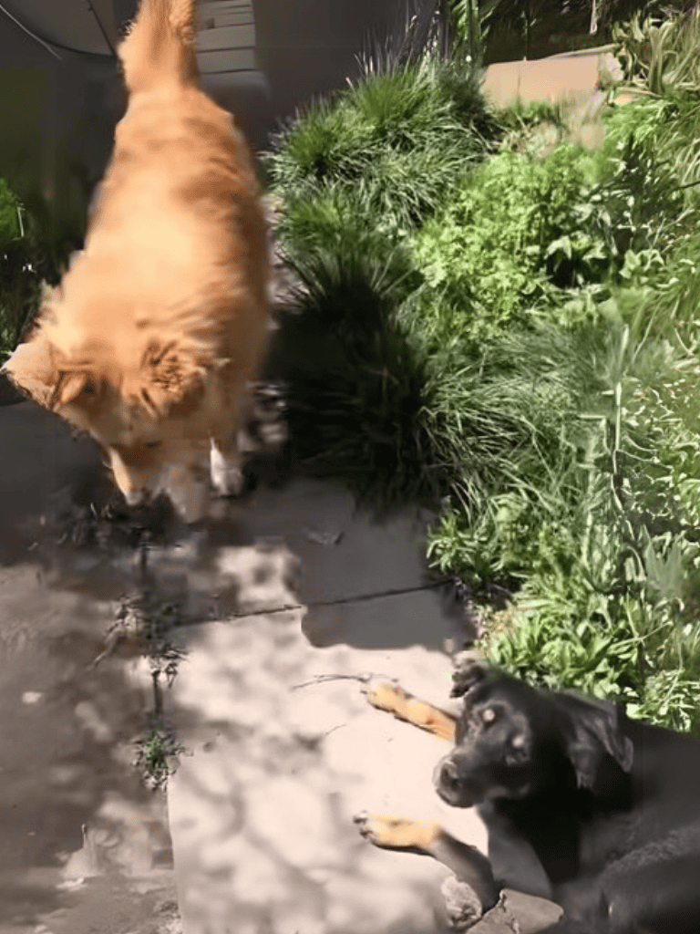 Dog and puppy playing outside in garden, sunny day, joyful neighborhood scene.