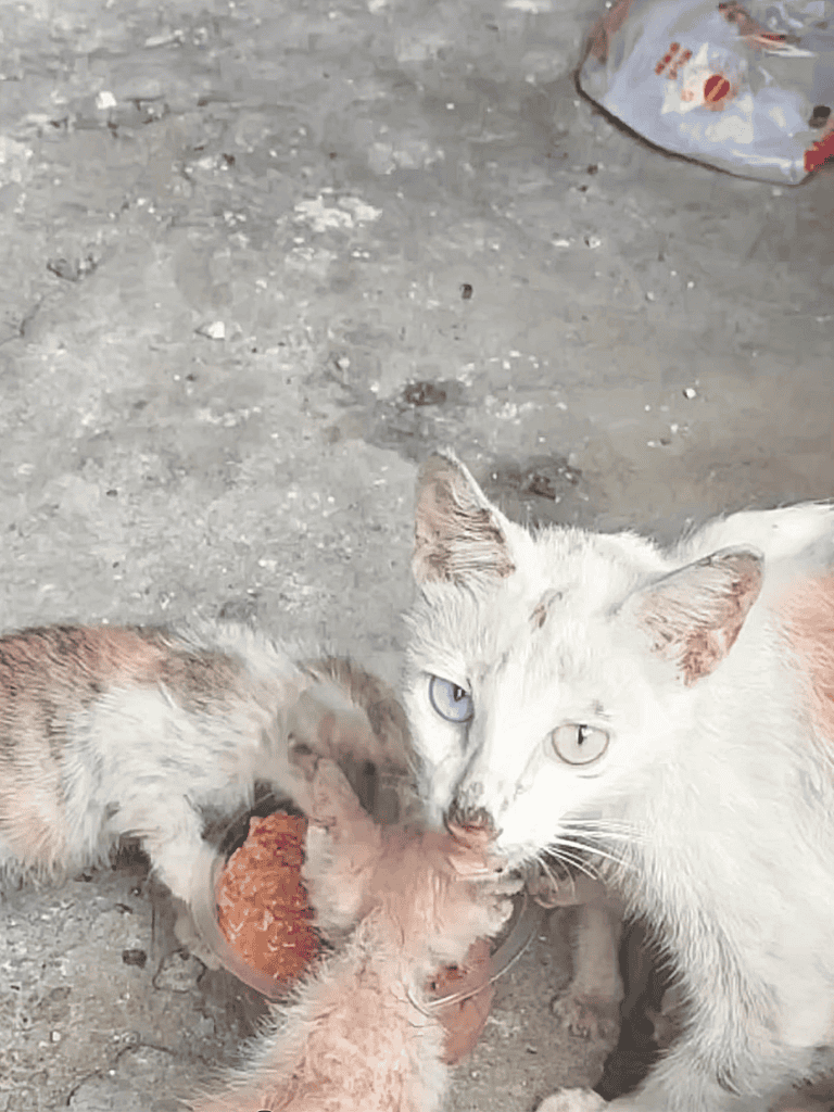 Close-up of a white stray cat feeding two kittens outdoors.