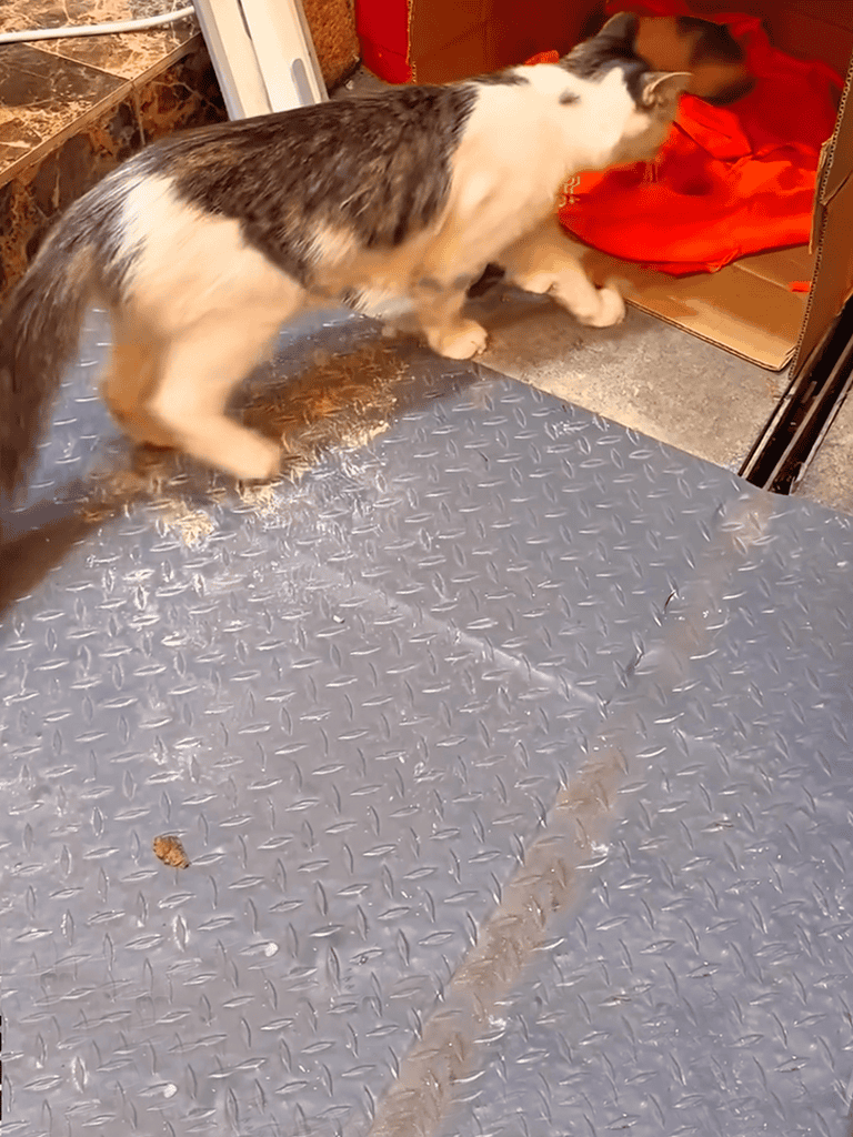 Close-up of a cat approaching a cozy feeding station inside a veterinary clinic.