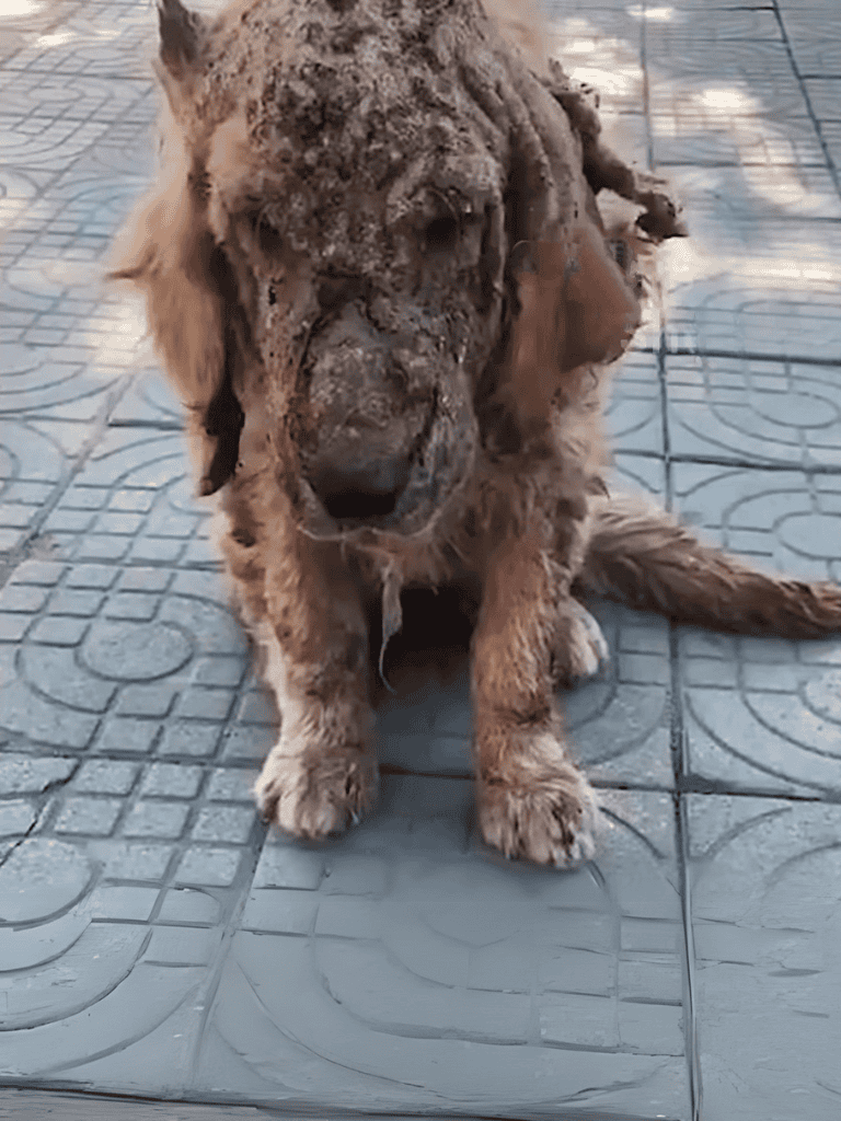 Dog with matted fur and sad expression sitting on patterned pavement.