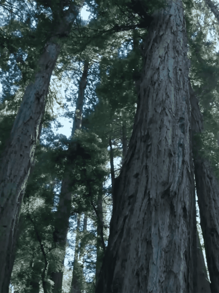 Giant redwood trees in a lush forest with sunlight filtering through the canopy.