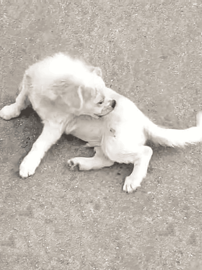 Cute dog grooming and playing in outdoor setting.