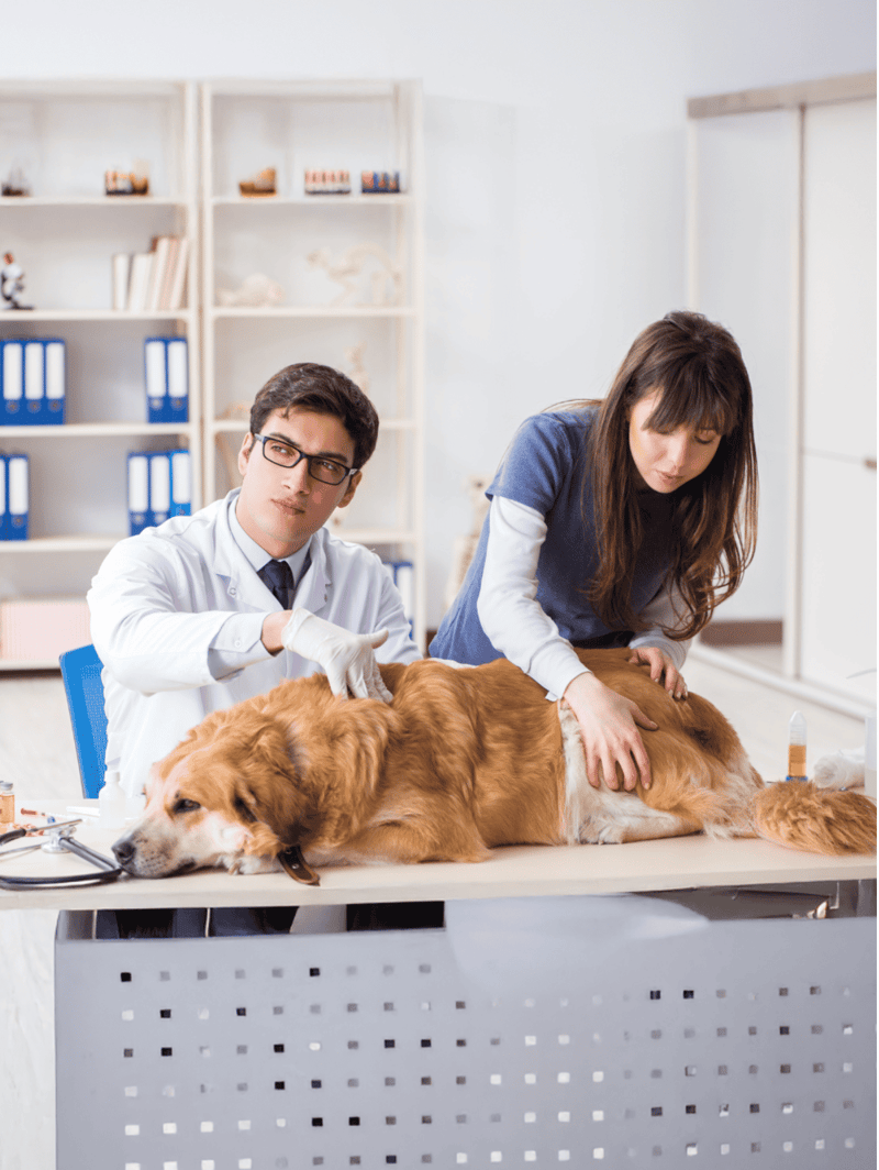 Dog being examined and treated by veterinary professionals in a modern clinic setting.