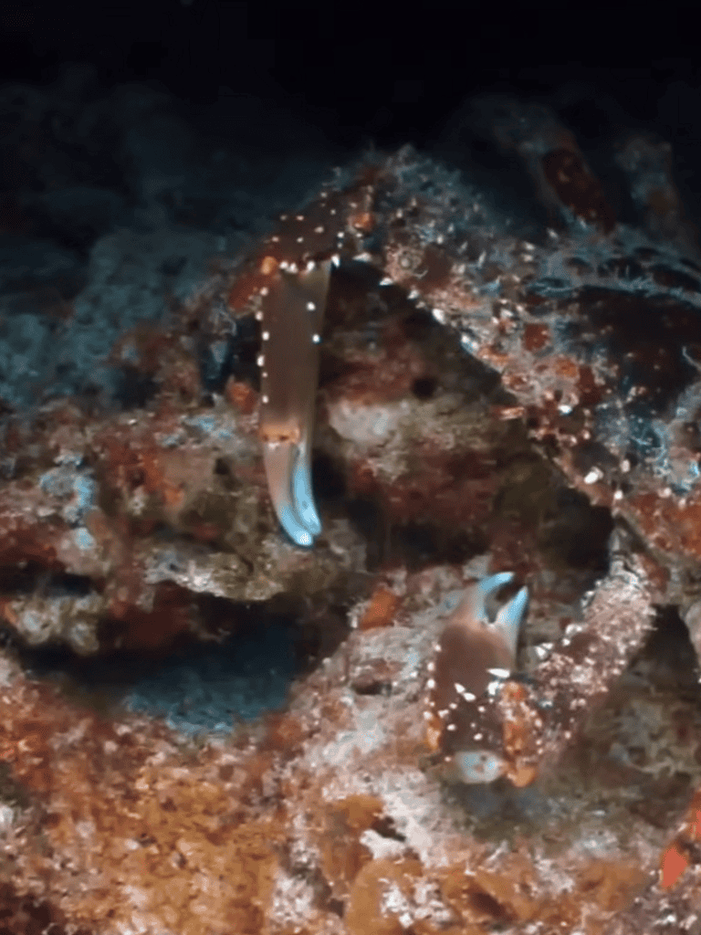 Camouflaged marine animals blending into rocky ocean environment to evade predators and hunt prey.