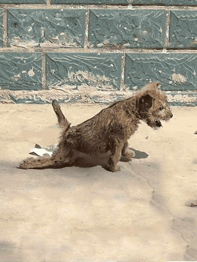 Adorable young Labrador Retriever puppy on concrete floor, energetic and playful, in a backyard or outdoor space.
