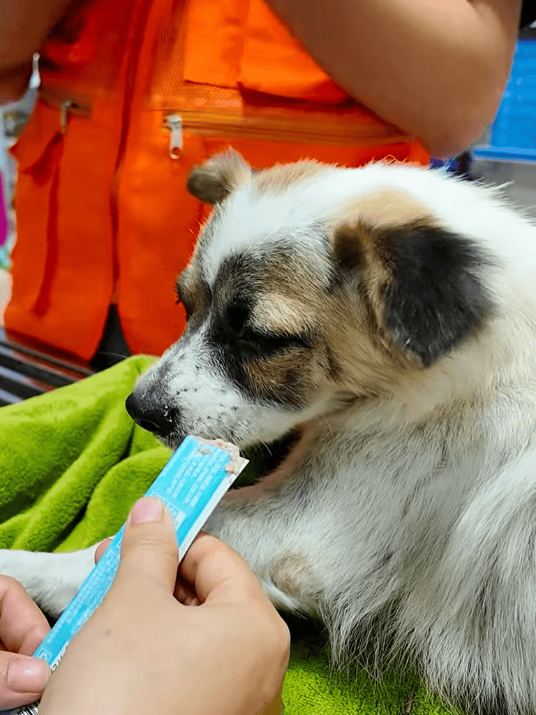Dog treats for healthy canine nutrition.