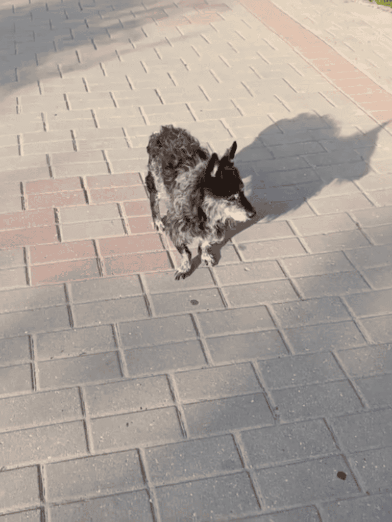 Cute small dog with black and white fur on brick sidewalk, shadow visible, enjoying outdoor walk.