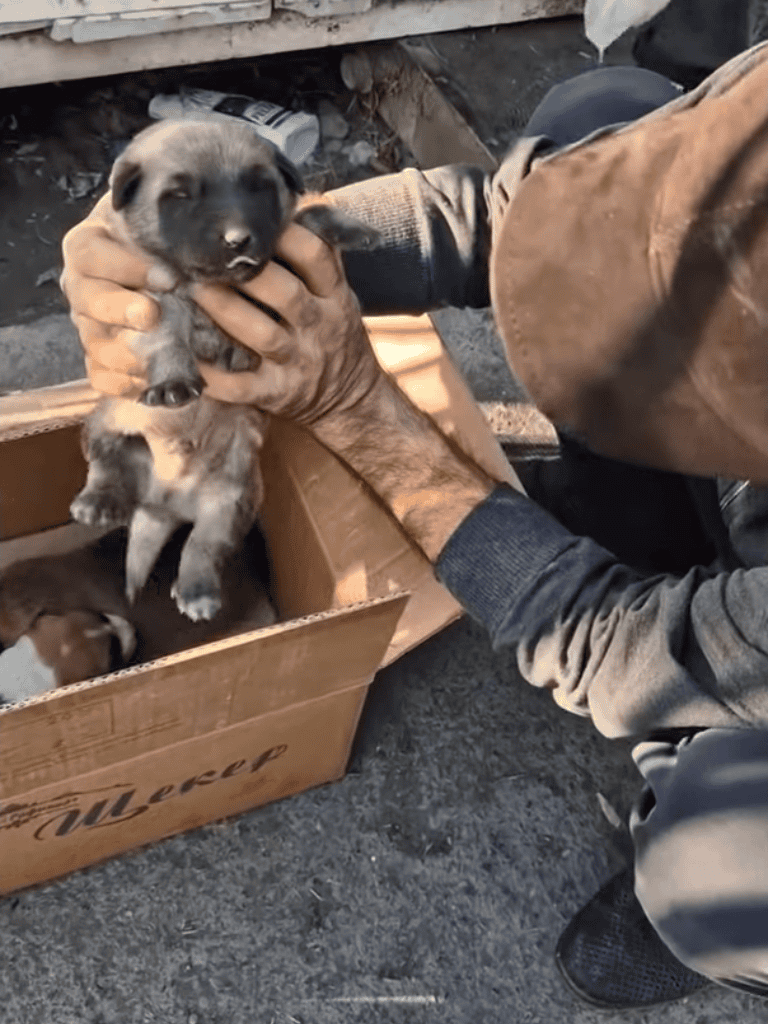 Adorable puppy being held, rescued from a box, by a person wearing gloves.