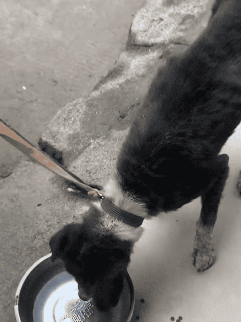 Black and white dog drinking water from bowl.