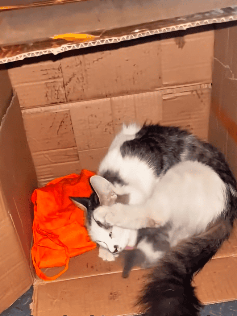 Adorable kitten and puppy playing together inside a cardboard box.