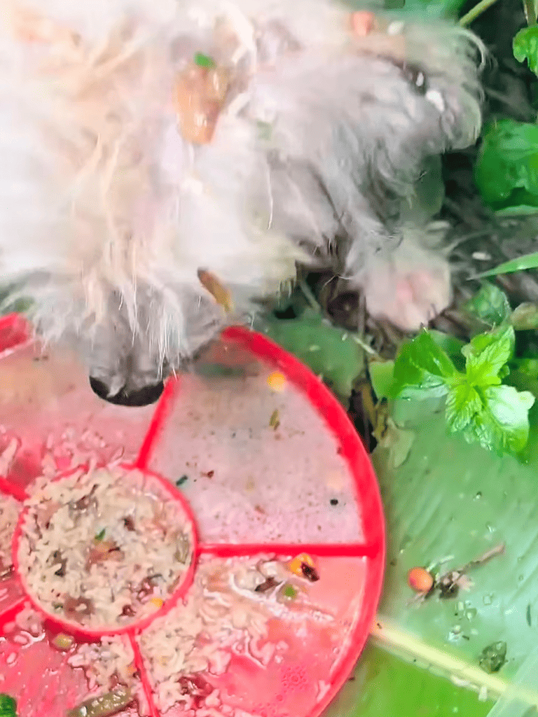 Cute dog snacking on food outside in green garden area.