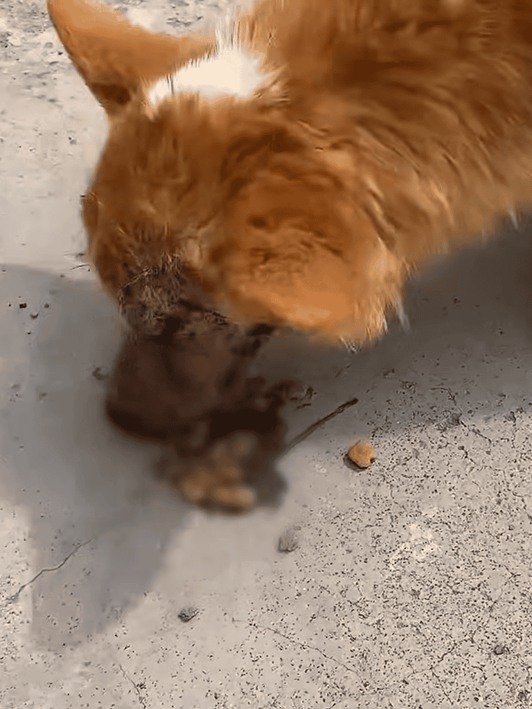 Cute orange cat catching a mouse outdoors with focus on pet safety.