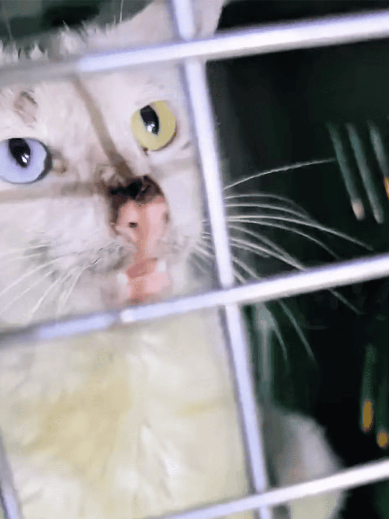 Close-up of a sad cat behind a cage with wide eyes.