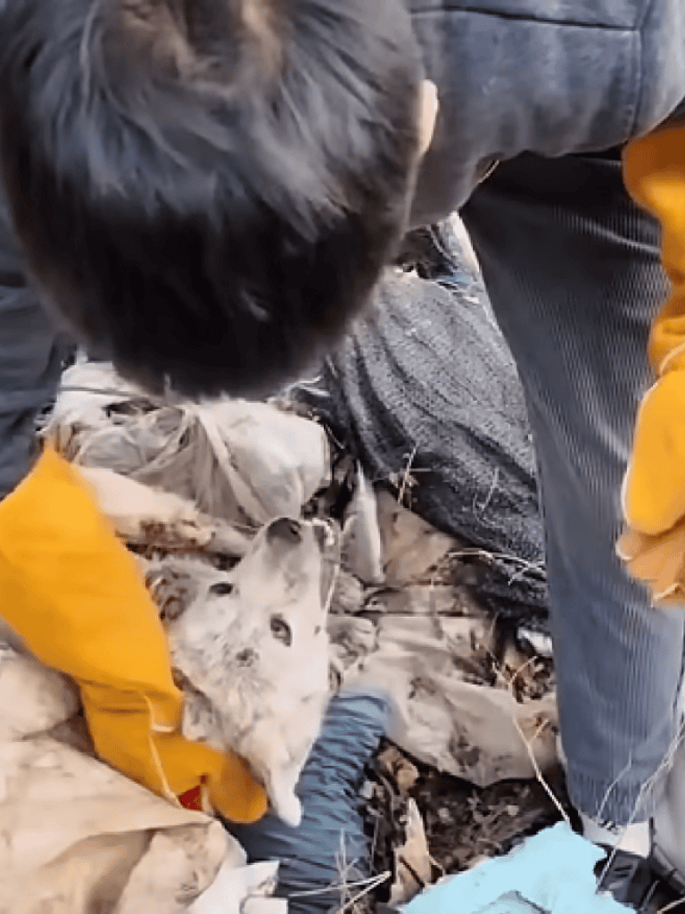 Dog rescue in winter outdoor setting, showing caring rescue effort for a dog in distress.