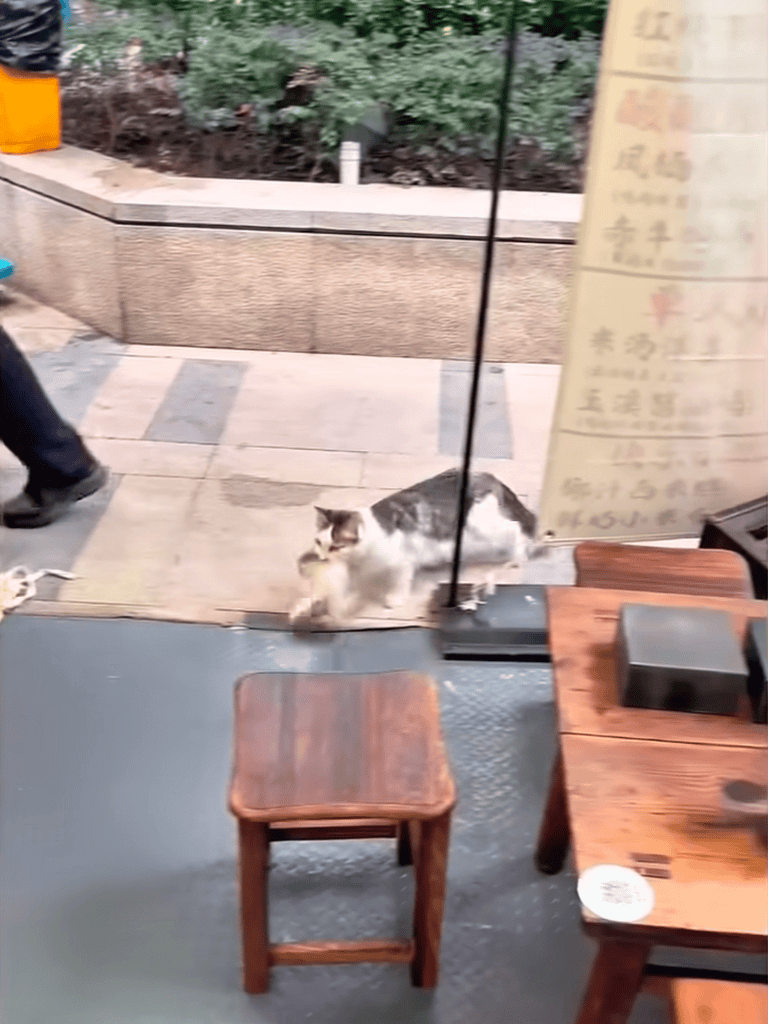 Outdoor cafe scene with a cat sitting patiently on the sidewalk.