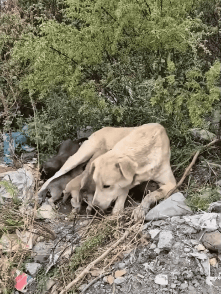 Adorable Labrador puppies in a natural outdoor setting.