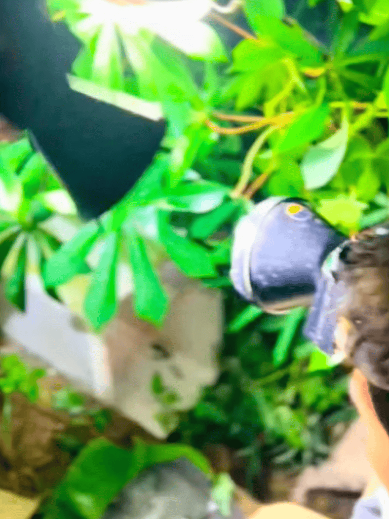 Alt text: Close-up of a colorful fish swimming among green aquatic plants.