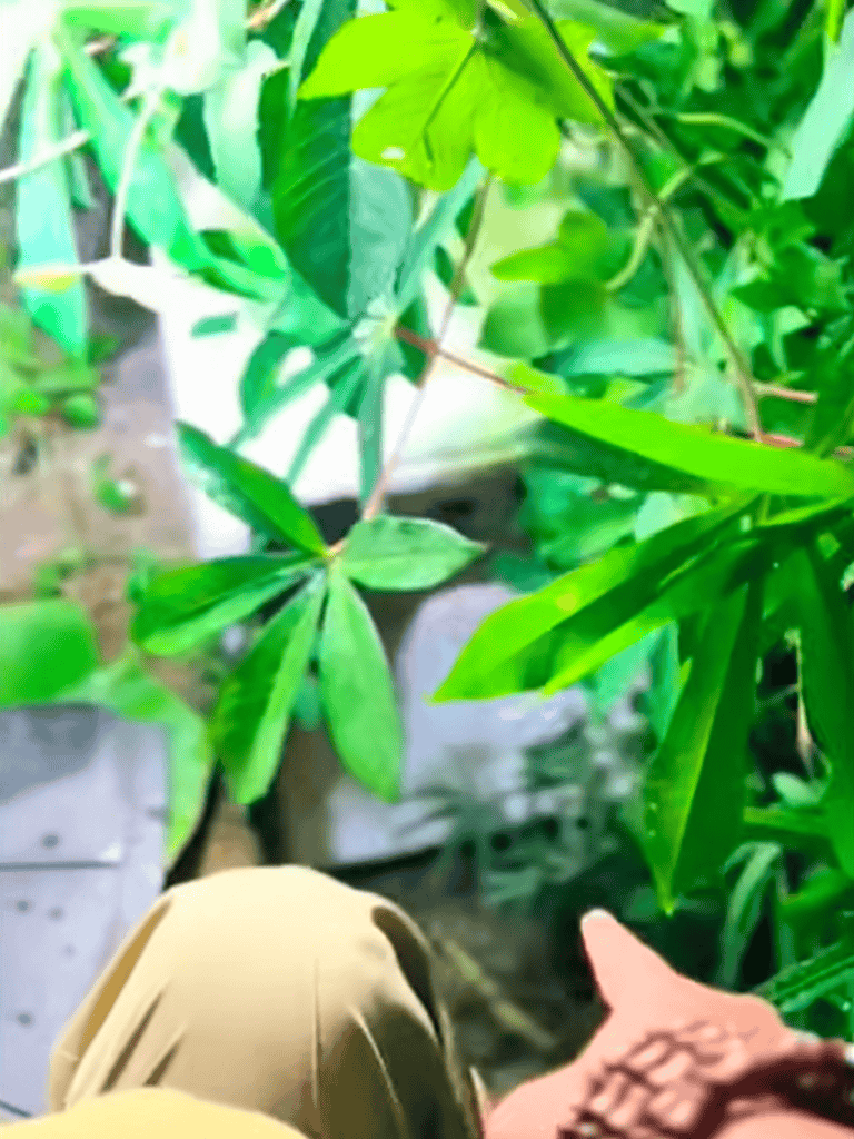 Vibrant green leaves of plants in a garden setting, showcasing lush foliage and natural greenery.