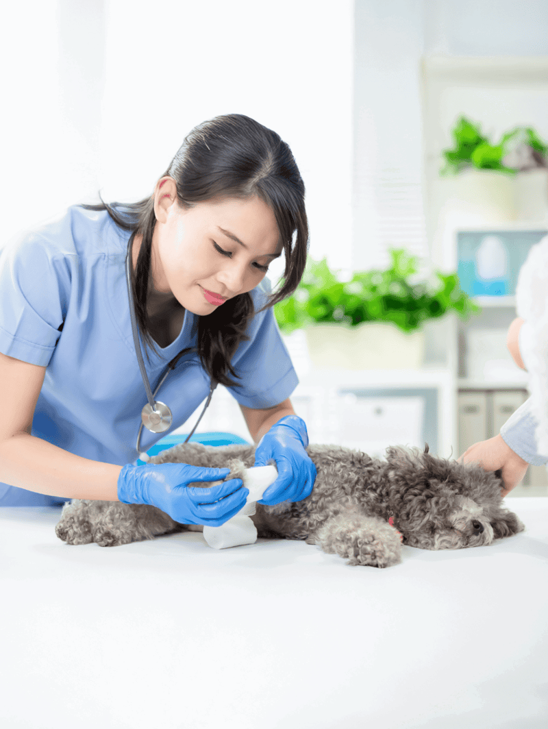 Veterinarian caring for a dog at clinic.