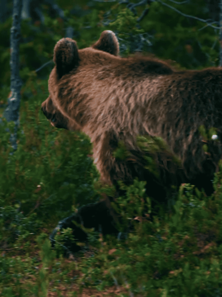 Wild bear in lush forest with greenery and trees, exploring its natural habitat.