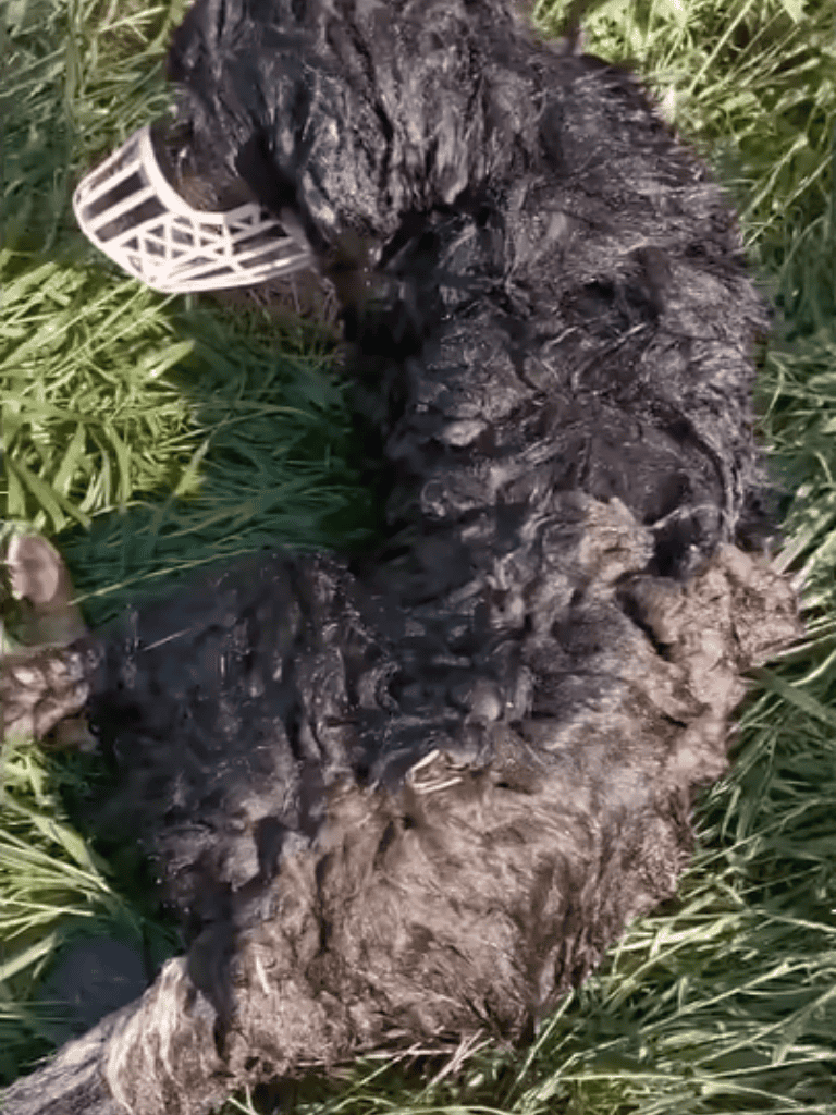 Adorable wet puppy with a toy lying in green grass, playful and cute.