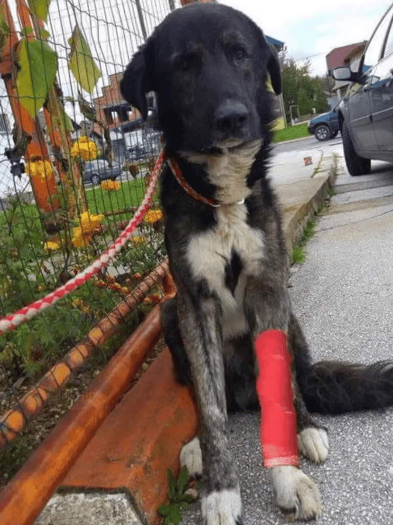 Adorable injured dog with a red bandage on its leg.