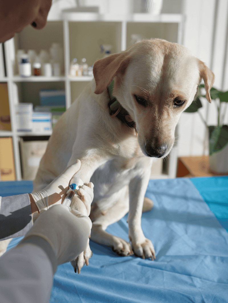 Dog receiving vaccine shot during veterinary appointment.
