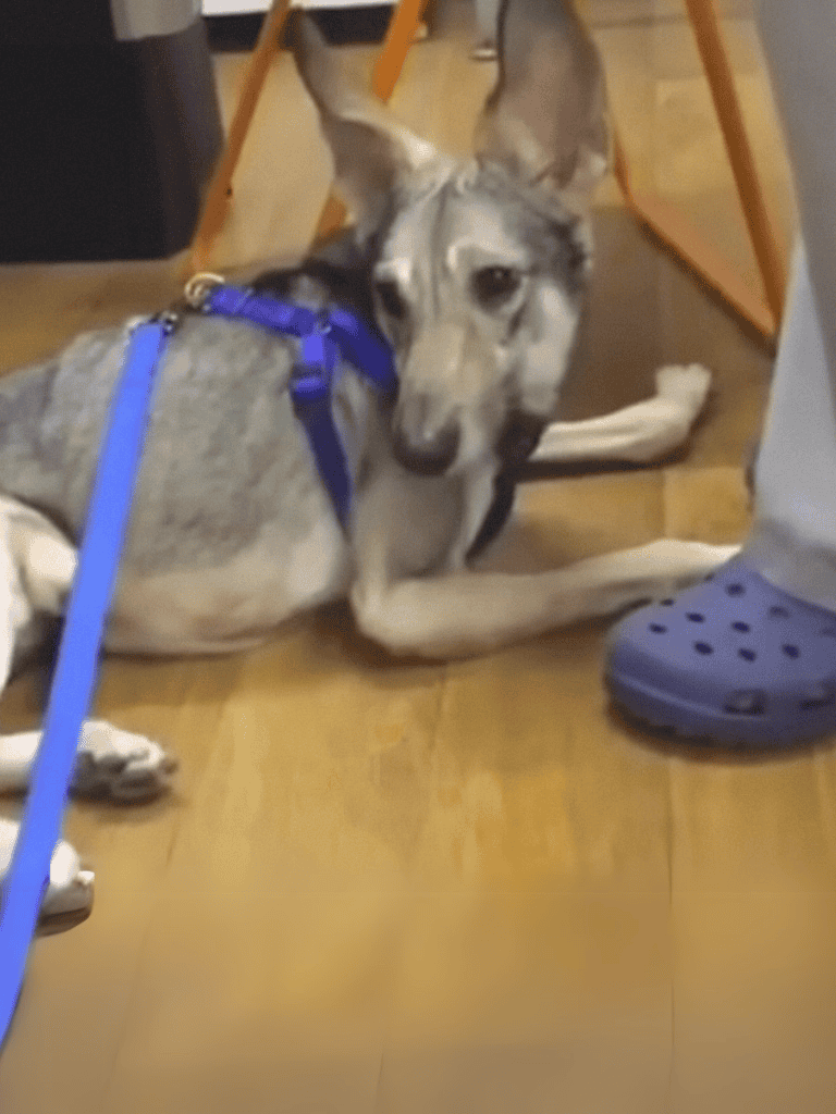 Cute adoptable dog resting on the floor with a blue leash, indoor setting with wood flooring.