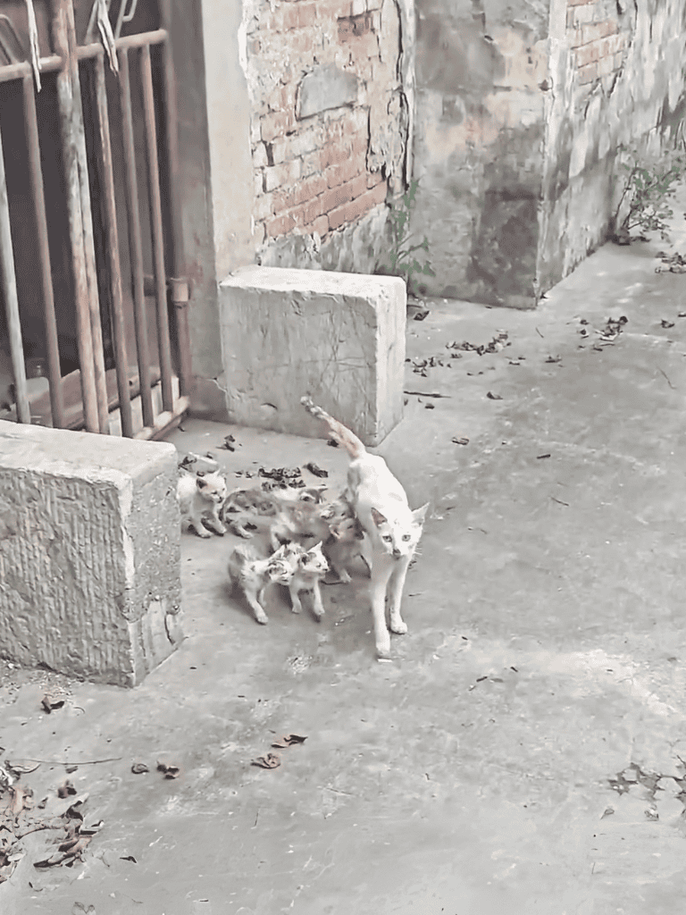 Adorable mother cat nursing her kittens outside, a heartwarming animal rescue scene.