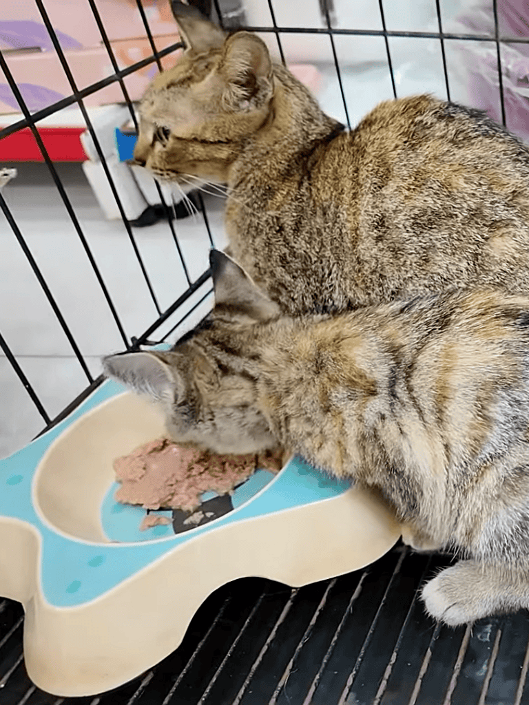 Adorable cats eating from a food bowl inside a pet shelter, showcasing animal rescue and care services.