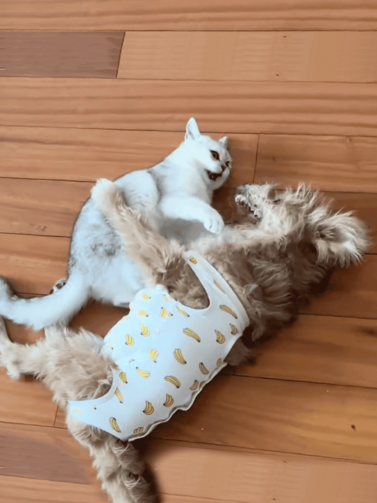 Cute kittens wrestling on wooden floor, one in banana-print shirt. Adorable cat kittens playing rough.