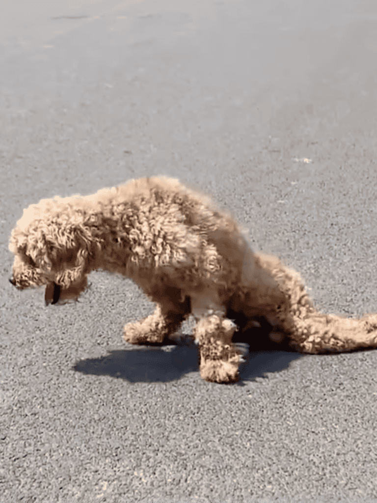 Cute curly fur Poodle puppy sitting on asphalt ground.