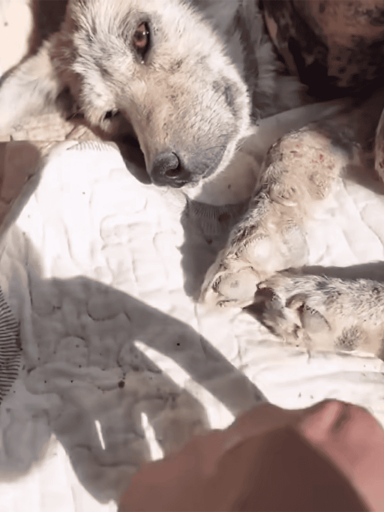 Adorable, rescued husky puppy resting on white blanket outdoors.