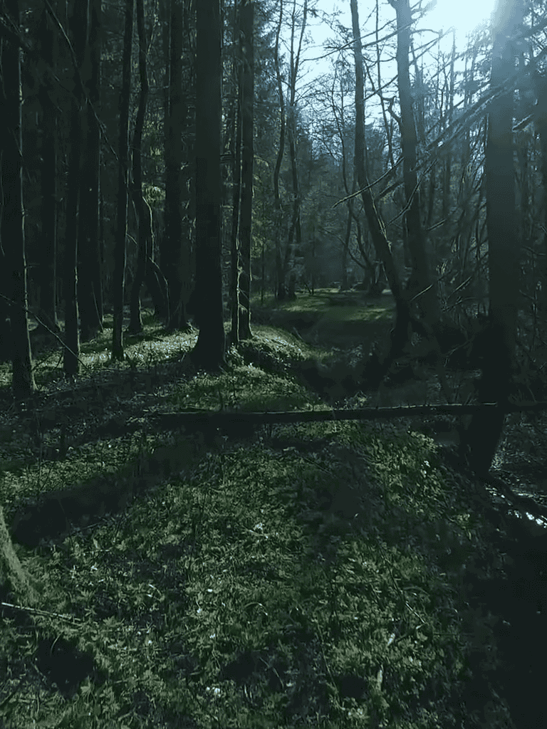 Beautiful forest trail with lush greenery and tall trees, perfect for outdoor adventures.