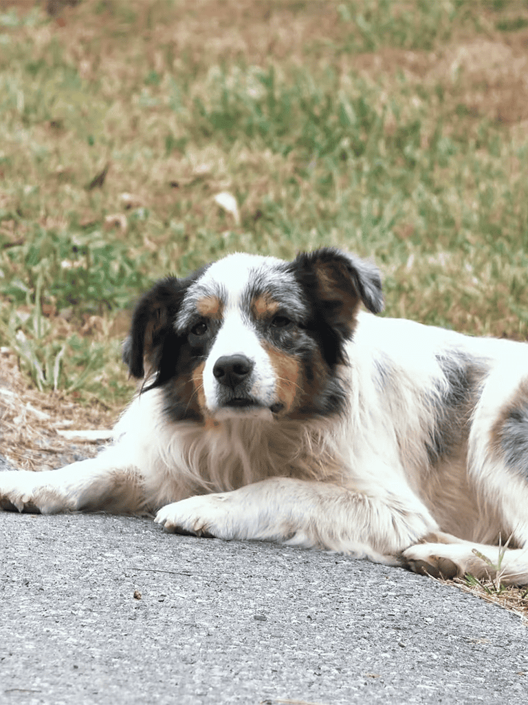 Australian Shepherd laying on driveway, enjoying outdoor relaxation.